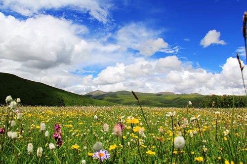 有跟團去若爾蓋花湖的團嗎,若爾蓋花湖幾月去最好